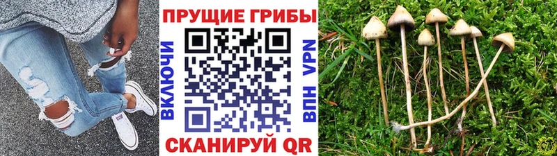 Псилоцибиновые грибы Cubensis  Купить закладки  Озёры 